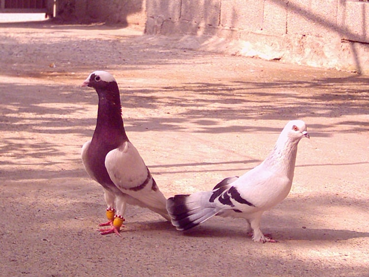 Placeholder image