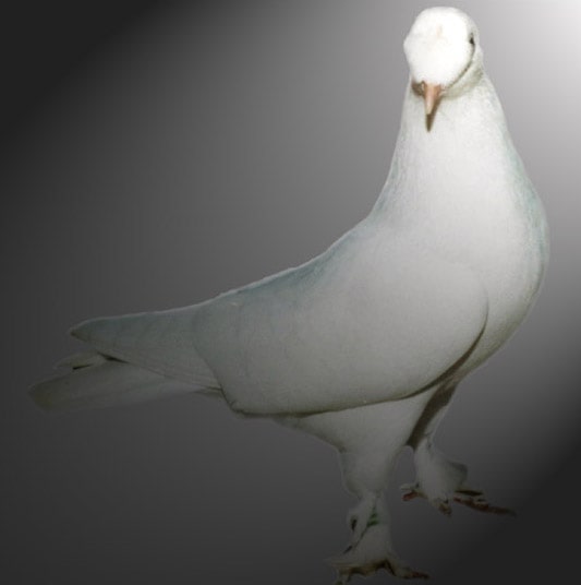 Placeholder image