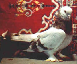 Placeholder image