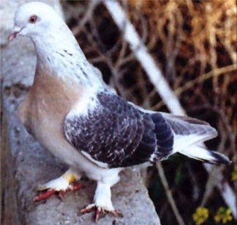 Placeholder image