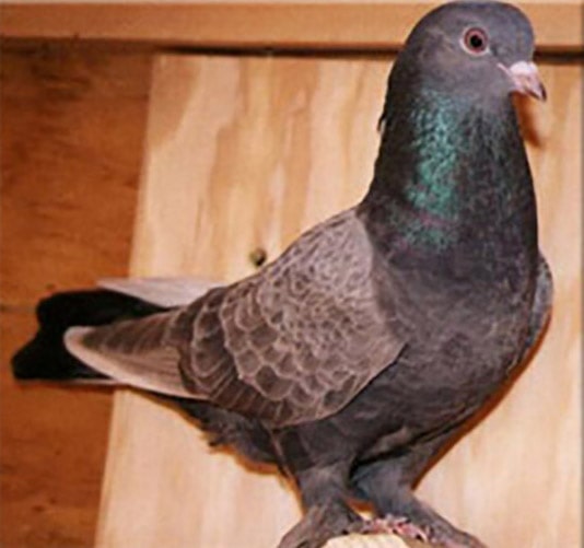 Placeholder image